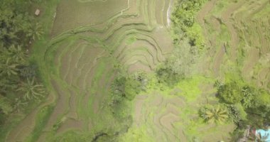 Pirinç terasları, Bali, Endonezya, arazi pirinç terasları 4k havadan görünümü