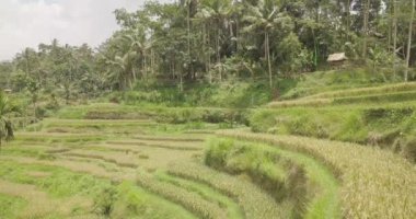 Pirinç terasları, Bali, Endonezya, arazi pirinç terasları 4k