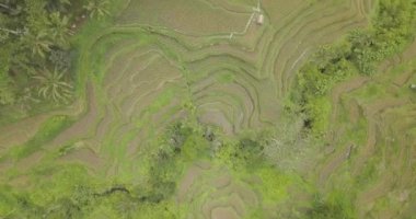 Pirinç terasları, Bali, Endonezya, arazi pirinç terasları 4k