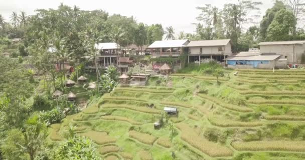 Rijst terrassen, Bali, Indonesië, Land rijstterrassen 4k — Stockvideo