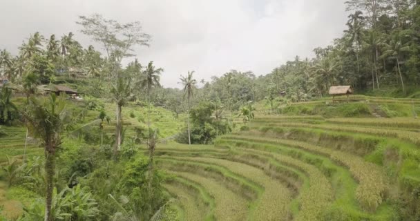 Rice Terraces Bali Indonesia Land Rice Terraces Aerial View — Stock Video