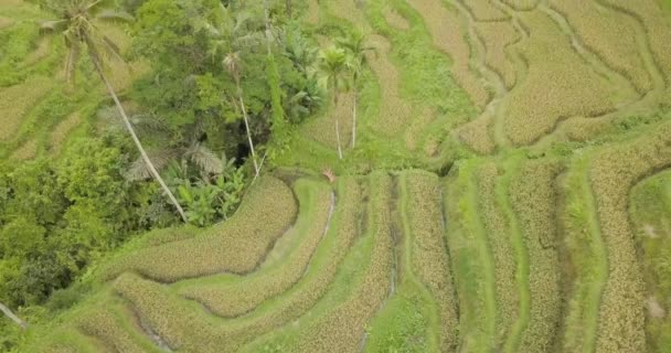 Rijst terrassen, Bali, Indonesië, Land rijstterrassen 4k — Stockvideo