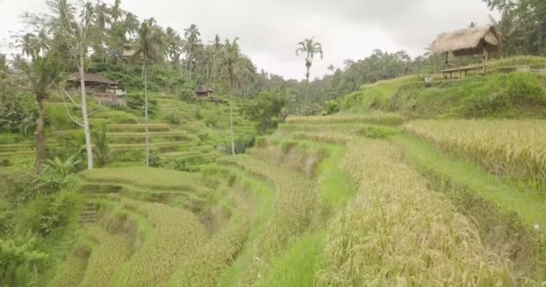 Рисовые террасы, Бали, Индонезия, Наземные рисовые террасы 4K — стоковое видео