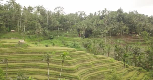 Rijst terrassen, Bali, Indonesië, Land rijstterrassen 4k — Stockvideo