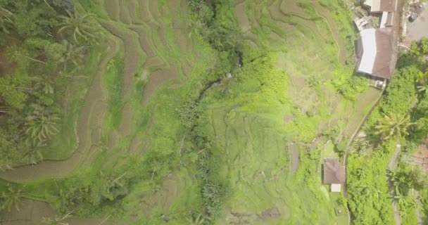 चावल टेरेस, बाली, इंडोनेशिया, भूमि चावल टेरेस 4K — स्टॉक वीडियो