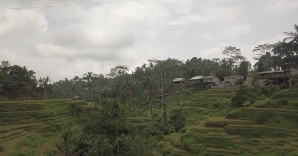 Rýžové terasy, Bali, Indonésie, země rýžové terasy 4k — Stock video