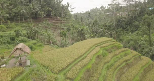 Rýžové terasy, Bali, Indonésie, země rýžové terasy 4k — Stock video