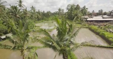 Pirinç terasları, Bali, Endonezya, arazi pirinç terasları 4k