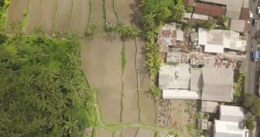 Pirinç terasları, Bali, Endonezya, arazi pirinç terasları 4k