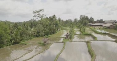 Pirinç terasları, Bali, Endonezya, arazi pirinç terasları 4k
