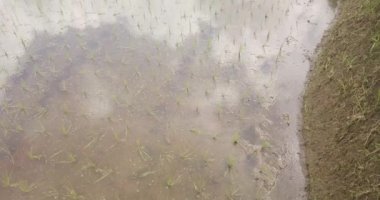 Pirinç terasları, Bali, Endonezya, arazi pirinç terasları 4k