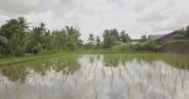 Pirinç terasları, Bali, Endonezya, arazi pirinç terasları 4k