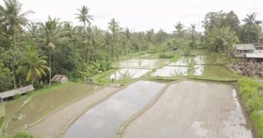 Pirinç terasları, Bali, Endonezya, arazi pirinç terasları 4k