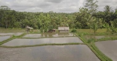 Pirinç terasları, Bali, Endonezya, arazi pirinç terasları 4k