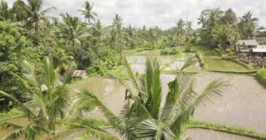 Pirinç terasları, Bali, Endonezya, arazi pirinç terasları 4k