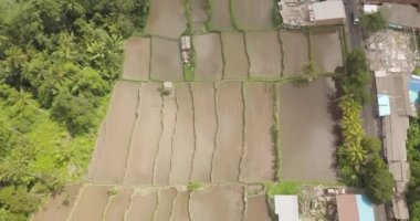 Pirinç terasları, Bali, Endonezya, arazi pirinç terasları 4k