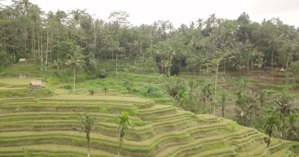 Rijst terrassen, Bali, Indonesië, Land rijstterrassen 4k — Stockvideo