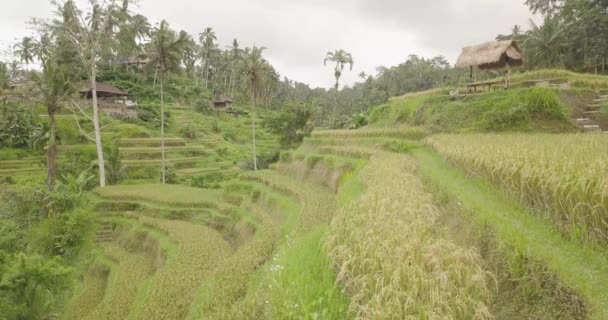 ライス テラス、バリ、インドネシア、土地棚田 4 k — ストック動画
