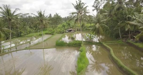 Terrasses de riz, Bali, Indonésie, Terrasses de riz 4K 