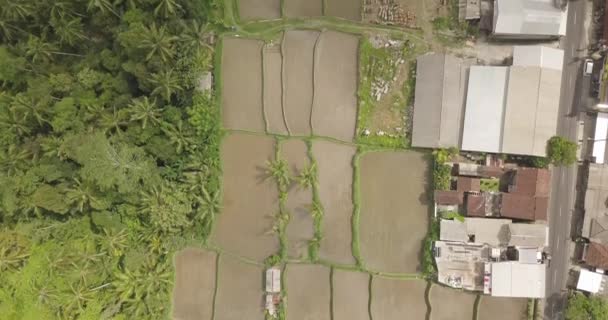 Tarasy ryżowe tarasy, Bali, Indonezja, Land ryżu 4k — Wideo stockowe