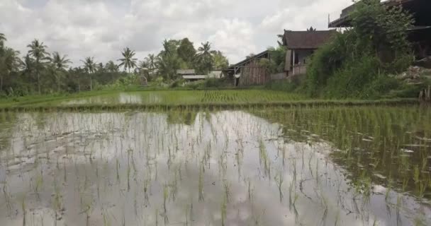 Rijst terrassen, Bali, Indonesië, Land rijstterrassen 4k — Stockvideo