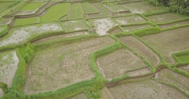 Terrazas de arroz, Bali, Indonesia, Terrazas de arroz 4K — Vídeo de stock