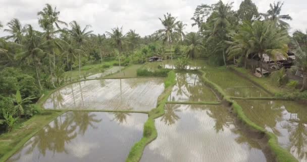 Terrasses de riz, Bali, Indonésie, Terrasses de riz 4K 