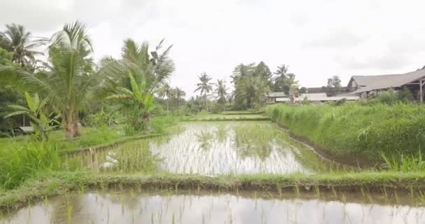 Rýžové terasy, Bali, Indonésie, země rýžové terasy 4k — Stock video