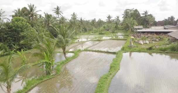 Terraços de arroz, Bali, Indonésia, Terraço de arroz 4K — Vídeo de Stock