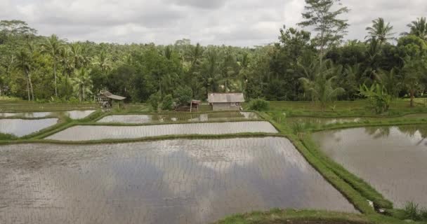 Terraços de arroz, Bali, Indonésia, Terraço de arroz 4K — Vídeo de Stock