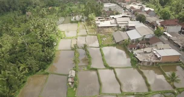 Rice terraces, Bali, Indonesia, Land rice terraces 4K — Stock Video