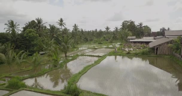 Rijst terrassen, Bali, Indonesië, Land rijstterrassen 4k — Stockvideo