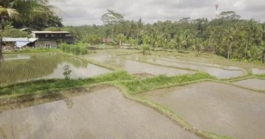 Pirinç terasları, Bali, Endonezya, arazi pirinç terasları 4k
