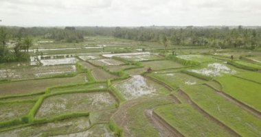 Pirinç terasları, Bali, Endonezya, arazi pirinç terasları 4k