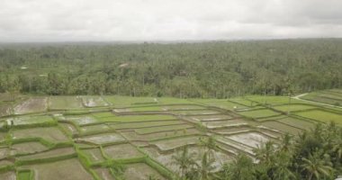 Pirinç terasları, Bali, Endonezya, arazi pirinç terasları 4k