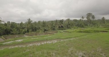 Pirinç terasları, Bali, Endonezya, arazi pirinç terasları 4k