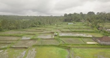 Pirinç terasları, Bali, Endonezya, arazi pirinç terasları 4k