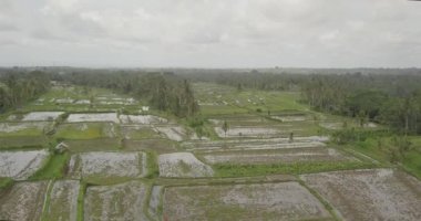 Pirinç terasları, Bali, Endonezya, arazi pirinç terasları 4k