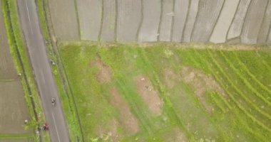 Pirinç terasları, Bali, Endonezya, arazi pirinç terasları 4k