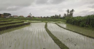 Pirinç terasları, Bali, Endonezya, arazi pirinç terasları 4k