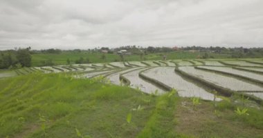 Pirinç terasları, Bali, Endonezya, arazi pirinç terasları 4k