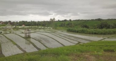 Pirinç terasları, Bali, Endonezya, arazi pirinç terasları 4k havadan görünümü