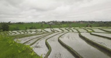 Pirinç terasları, Bali, Endonezya, arazi pirinç terasları 4k