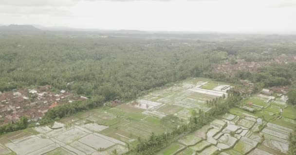 Rýžové terasy, Bali, Indonésie, země rýžové terasy 4k — Stock video