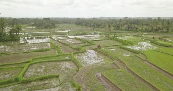 Terrazas de arroz, Bali, Indonesia, Terrazas de arroz 4K — Vídeo de stock