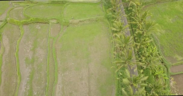 水稻梯田, 巴厘岛, 印度尼西亚, 陆地水稻梯田4k — 图库视频影像