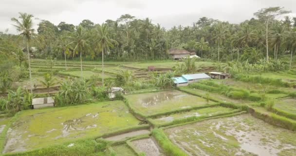 Rijst Terrassen Bali Indonesië Rijst Terrassen Luchtfoto Landzicht — Stockvideo