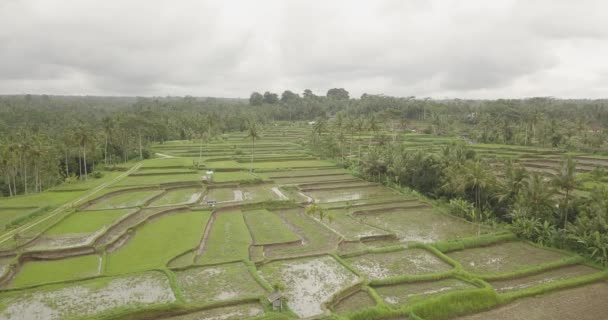 Pirinç terasları, Bali, Endonezya, arazi pirinç terasları 4k — Stok video