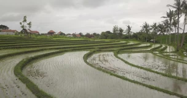 Rijst terrassen, Bali, Indonesië, Land rijstterrassen 4k — Stockvideo