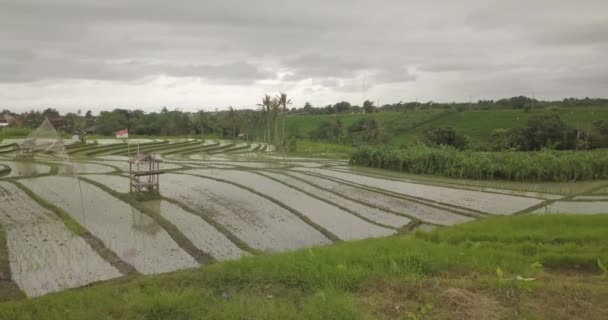 Ris Terrasser Bali Indonesien Mark Ris Terrasser Flygfoto — Stockvideo